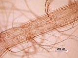 3 – Dettaglio della corticazione e della porzione basale delle pseudolaterali